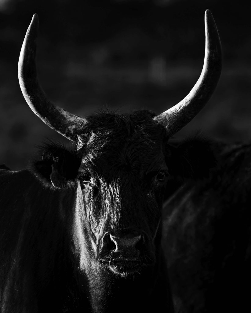 A photograph showing an example of the shadows and highlights. A Black bull