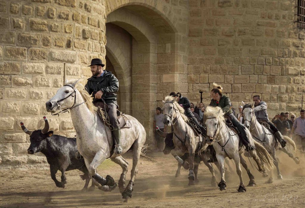 Fete Votive Bulls and horses Aigues Mortes, France