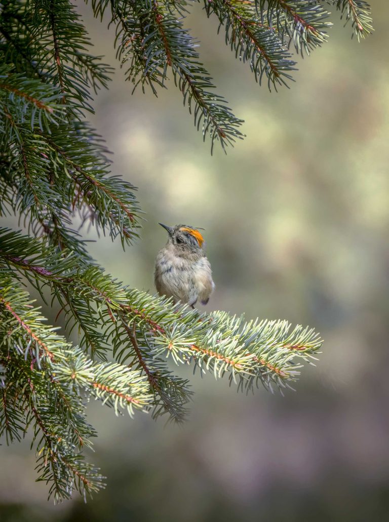 A goldcrest in a tree