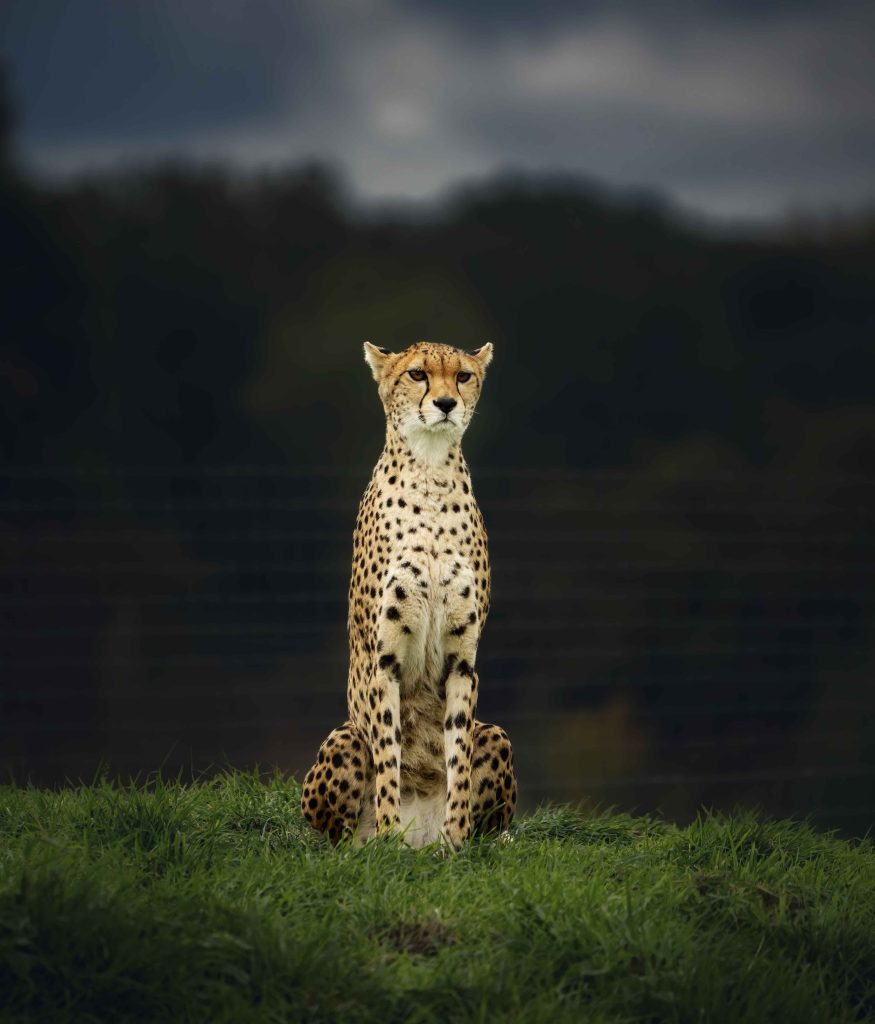 A photograph showing an example of tfill in flash - Cheetah