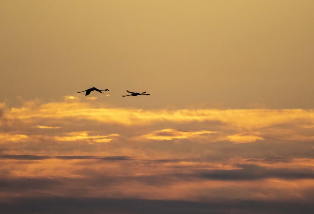 A photograph showing an example of the golden hour. Flamingos flying into the dawn