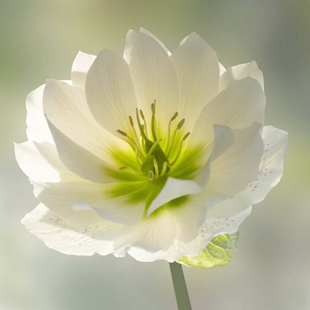A photograph showing an example back light on a white flowers
