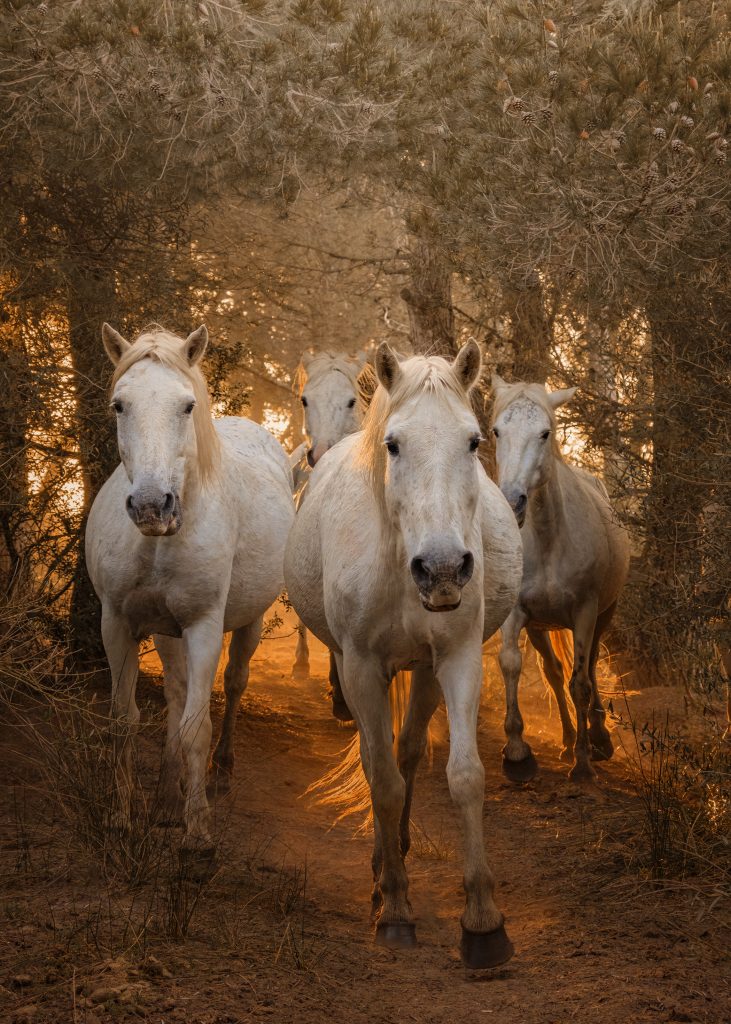 A small herd of white Camargue horses
