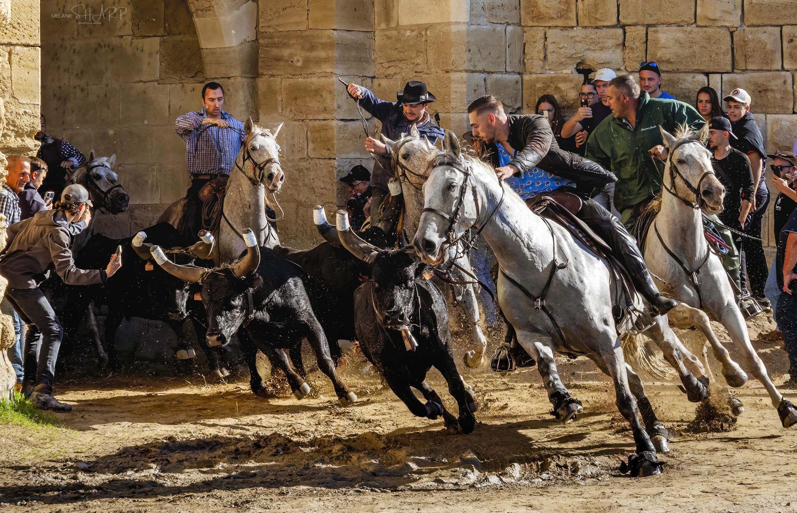 A rush of action during the Fete Votive in France. Horses and Bulls