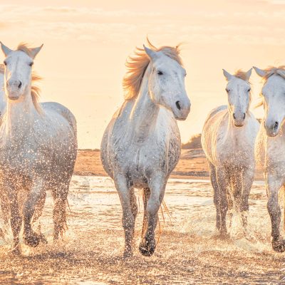 Cavalcade du Soir – Limited Edition Fine Art Print