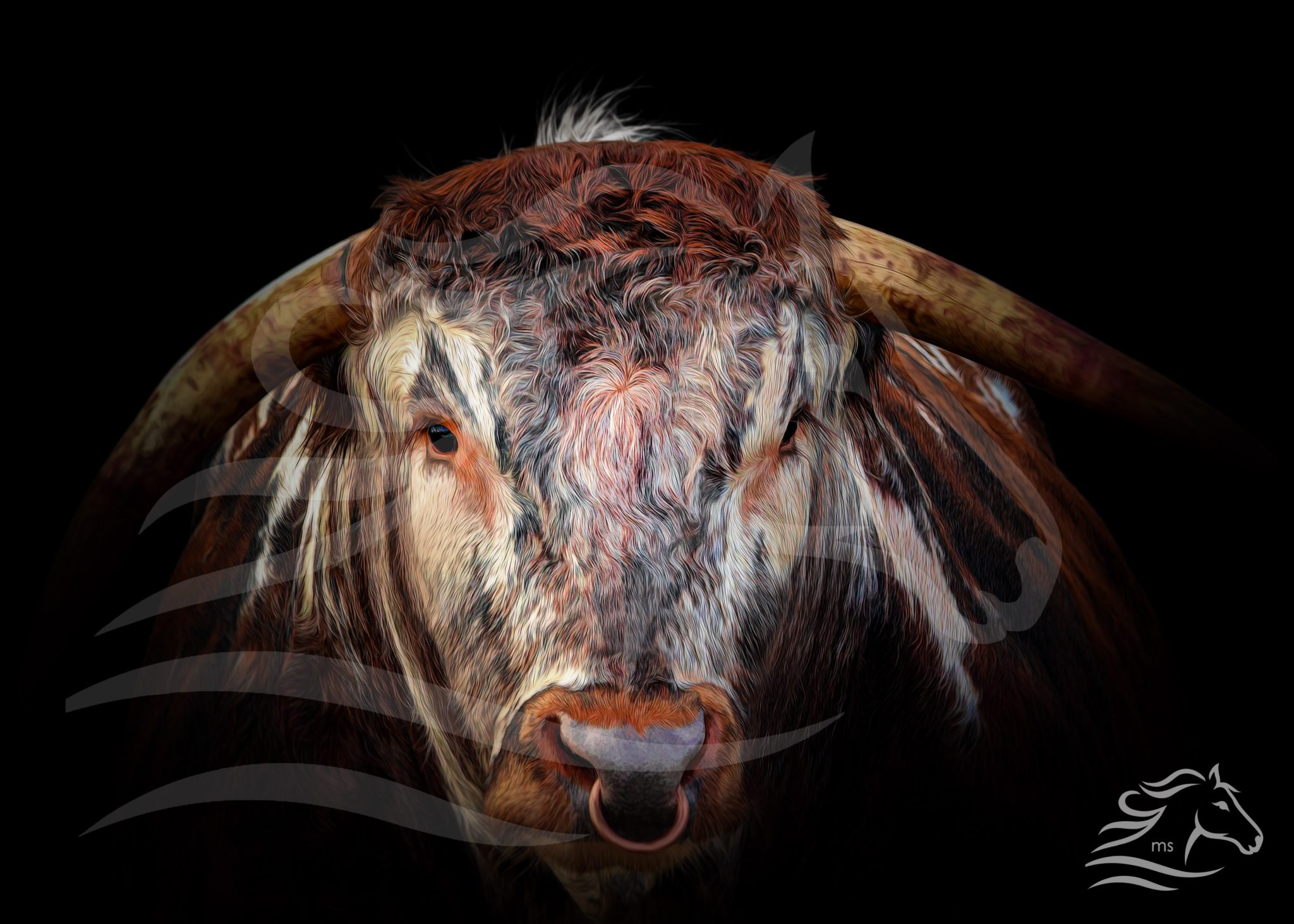British Longhorn Bull. Fine art painting photograph. winner of best in show. Limited edition print only 25 issued
