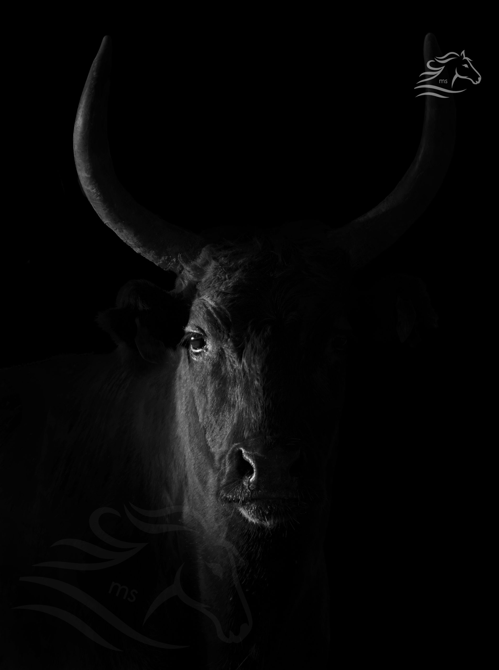 La Taureau Noir - Limited Edition Fine Art Print