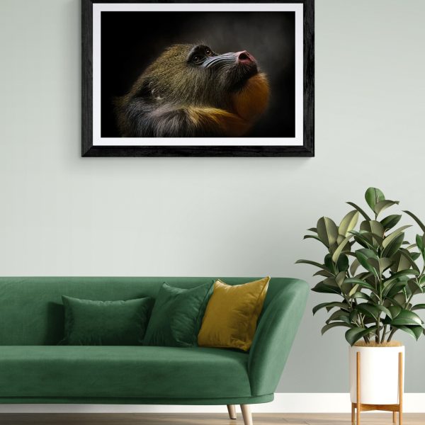 The Mane Man. A male mandril looking up at the light. Full colour face and mane. Fine art photography print. Sitting room