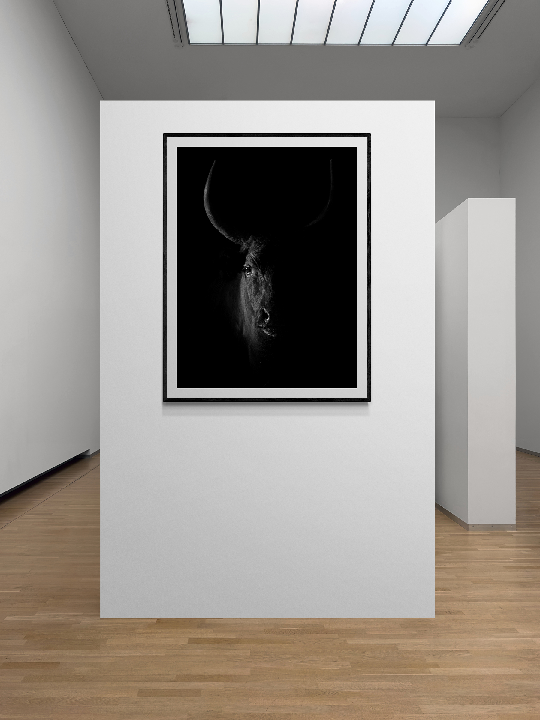 Blackout Bull. Silhouette. Camargue Bull photograph fiine art print in black & white. Gallery Wall