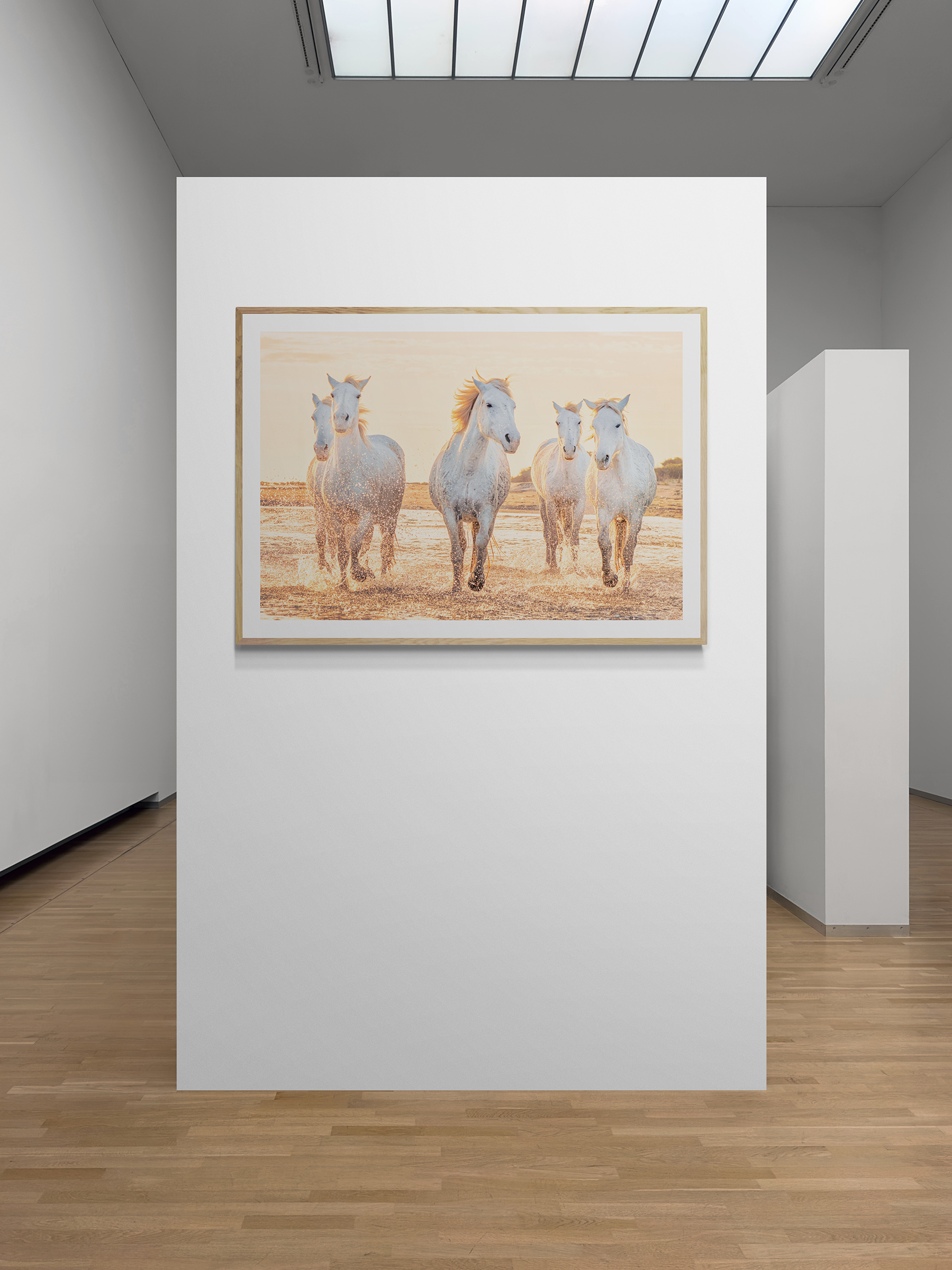 Cavalcade du Soir. 5 horses beach up close bright and colourful. On a sunset beach in the Camargue. Art gallery wall