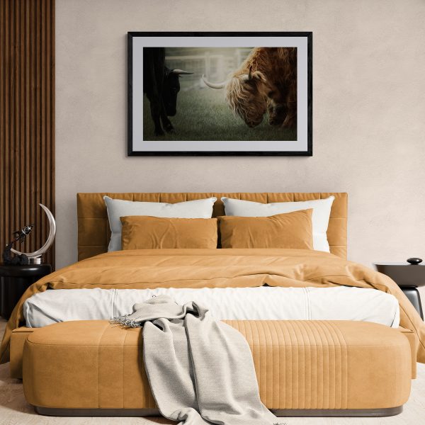 Highland cow with a black bull. Baby calf hiding behind mother. Photograph fine draw art picture. Bedroom Wall
