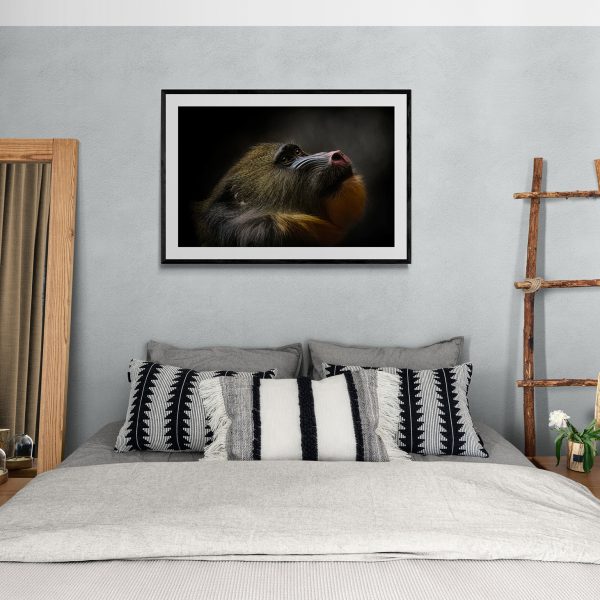 The Mane Man. A male mandril looking up at the light. Full colour face and mane. Fine art photography print. Bedroom wall