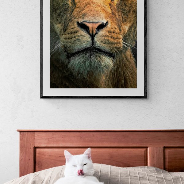 Try Me. I dare you. Limited edition print of a lioness staring down the lens. Hand drawn features. Colour photograph. With Cat