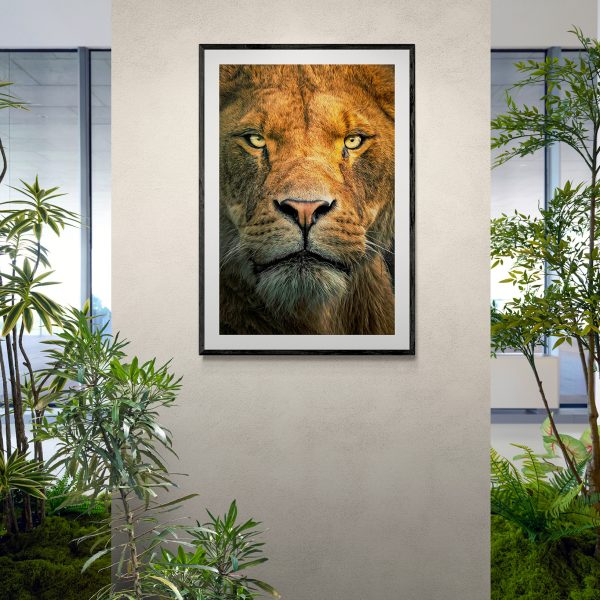 Try Me. I dare you. Limited edition print of a lioness staring down the lens. Hand drawn features. Colour photograph. Office Wall