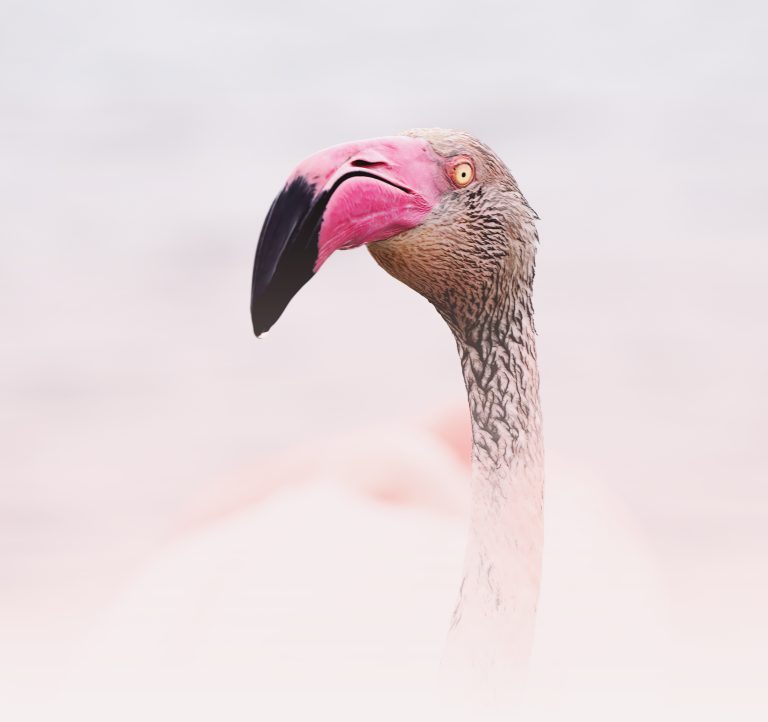 Le Maitre du Nepris. A pink flamingo headshot, taken through undergrowth. Fine art print photograph.