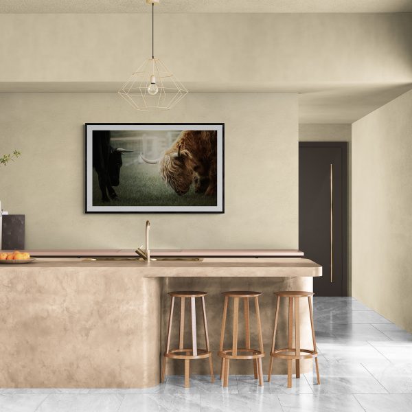 Highland cow with a black bull. Baby calf hiding behind mother. Photograph fine draw art picture. Kitchen Wall
