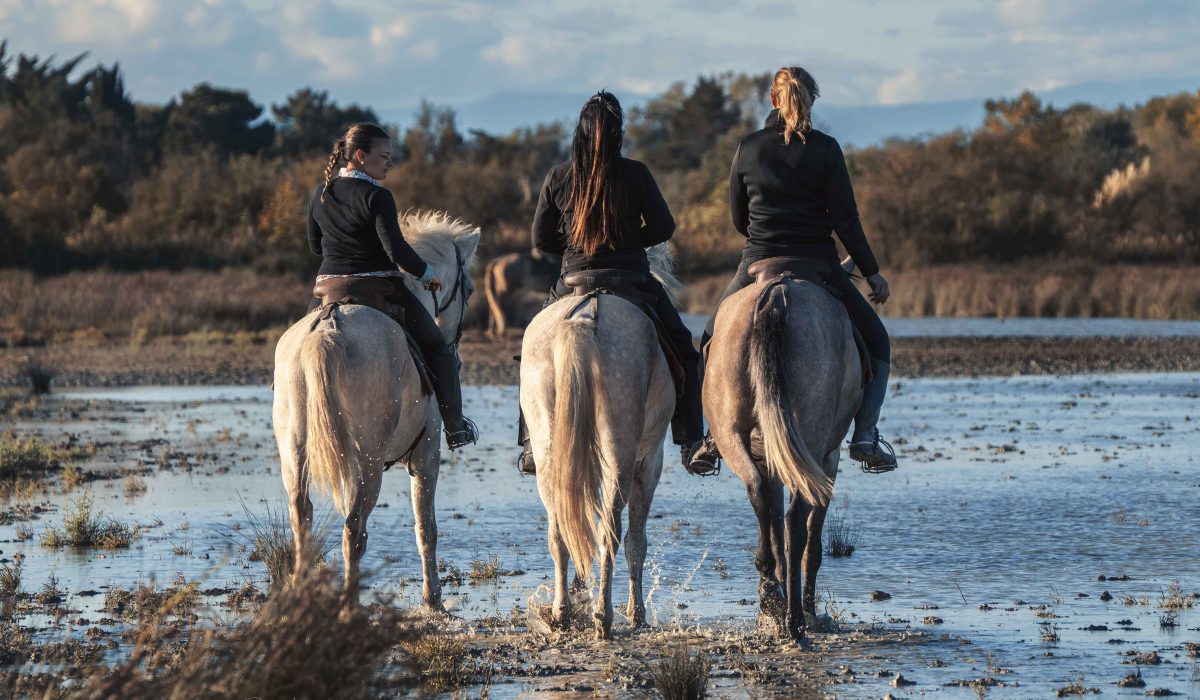 Horses in meadow. Aigues Mortes Fete Votive