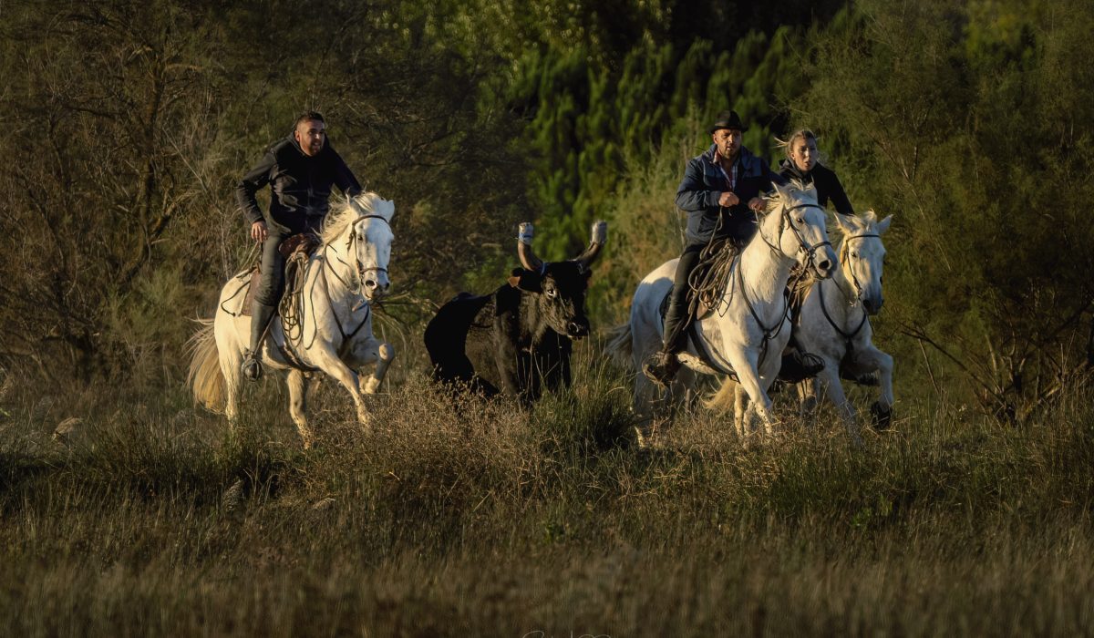 Bandido Gardians, Horses and bulls Aigues Mortes Fete Votive