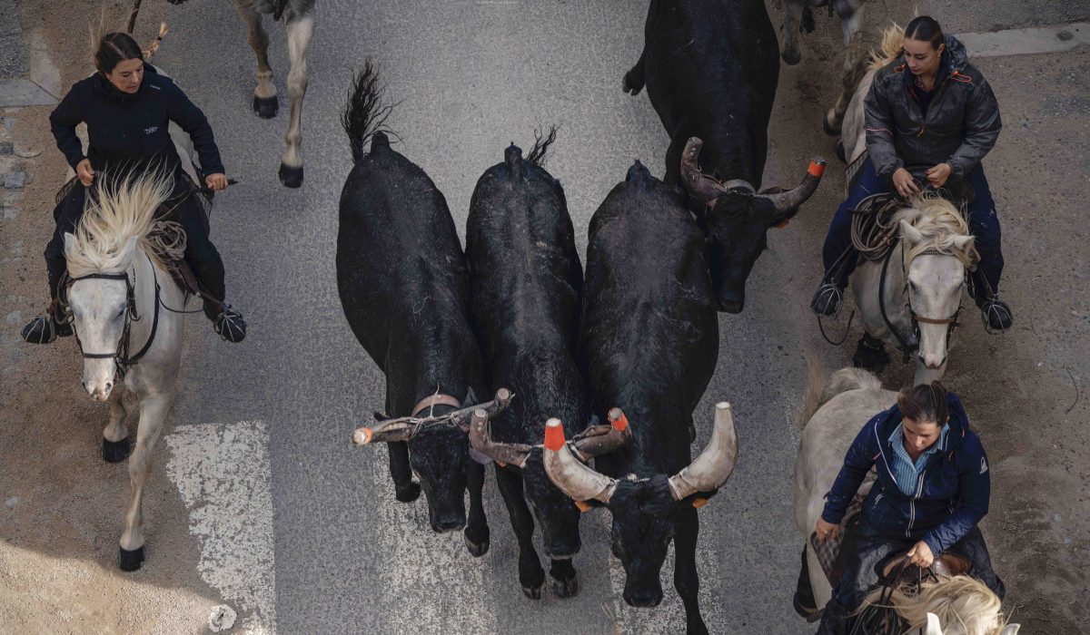 Abrivado Gardians, Horses and bulls Aigues Mortes Fete Votive