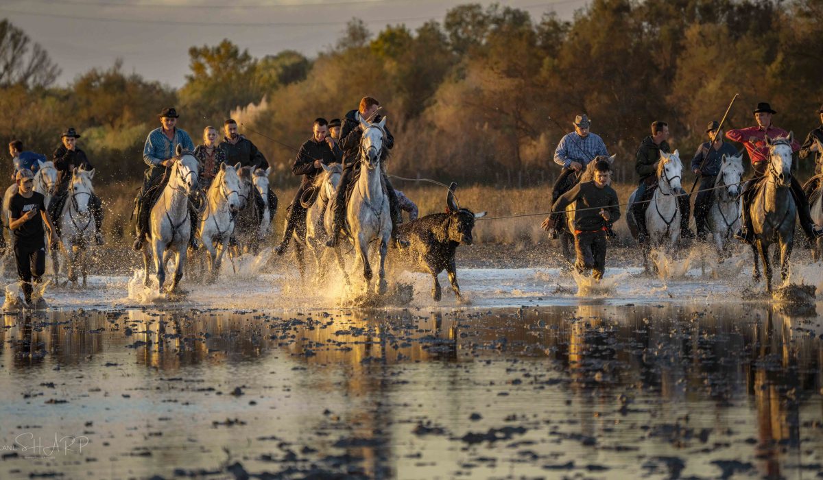 Bandido Gardians, Horses and bulls Aigues Mortes Fete Votive