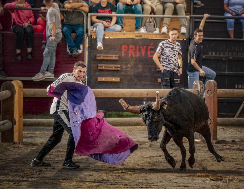 Bull and wannabee bullfighter Aigues Mortes Fete Votive