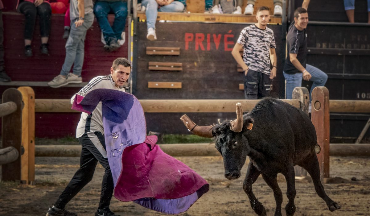 Bull and wannabee bullfighter Aigues Mortes Fete Votive
