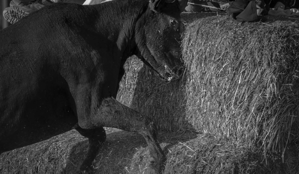 Bull in the ring. Bull with haystack. Aigues Mortes Fete Votive