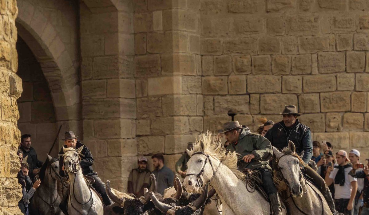 Abrivado Gardians, Horses and bulls Aigues Mortes Fete Votive