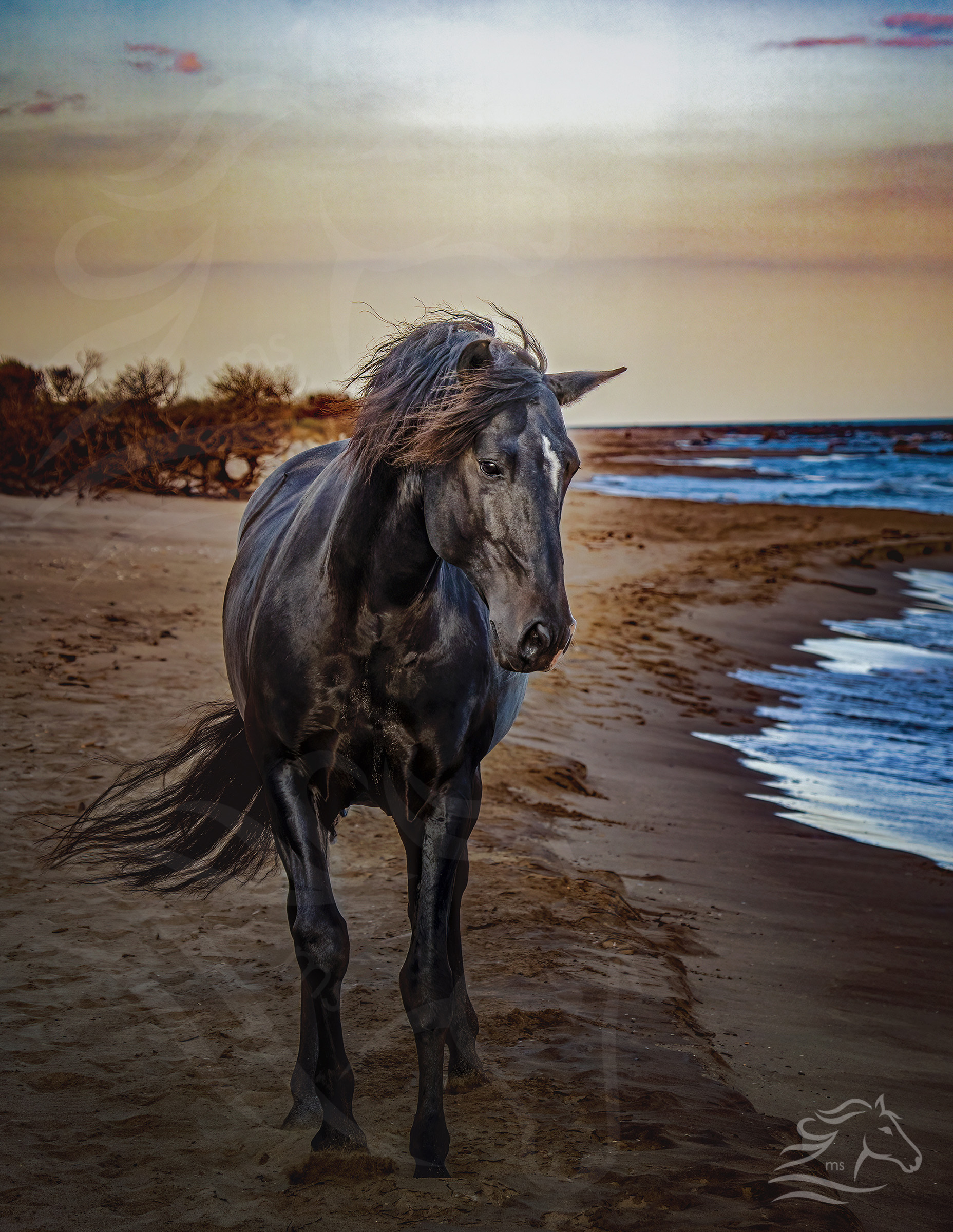 Black Seahorse