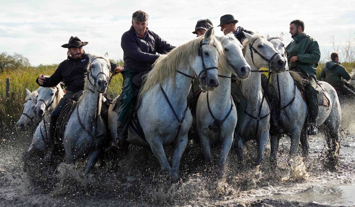 Abrivado Gardians, Horses and bulls Aigues Mortes Fete Votive