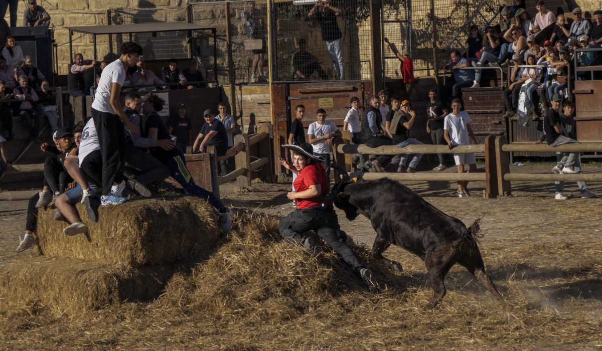 Bull in the ring. Bull with haystack. Aigues Mortes Fete Votive
