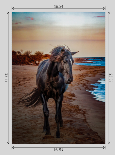 Black Seahorse - Image 8