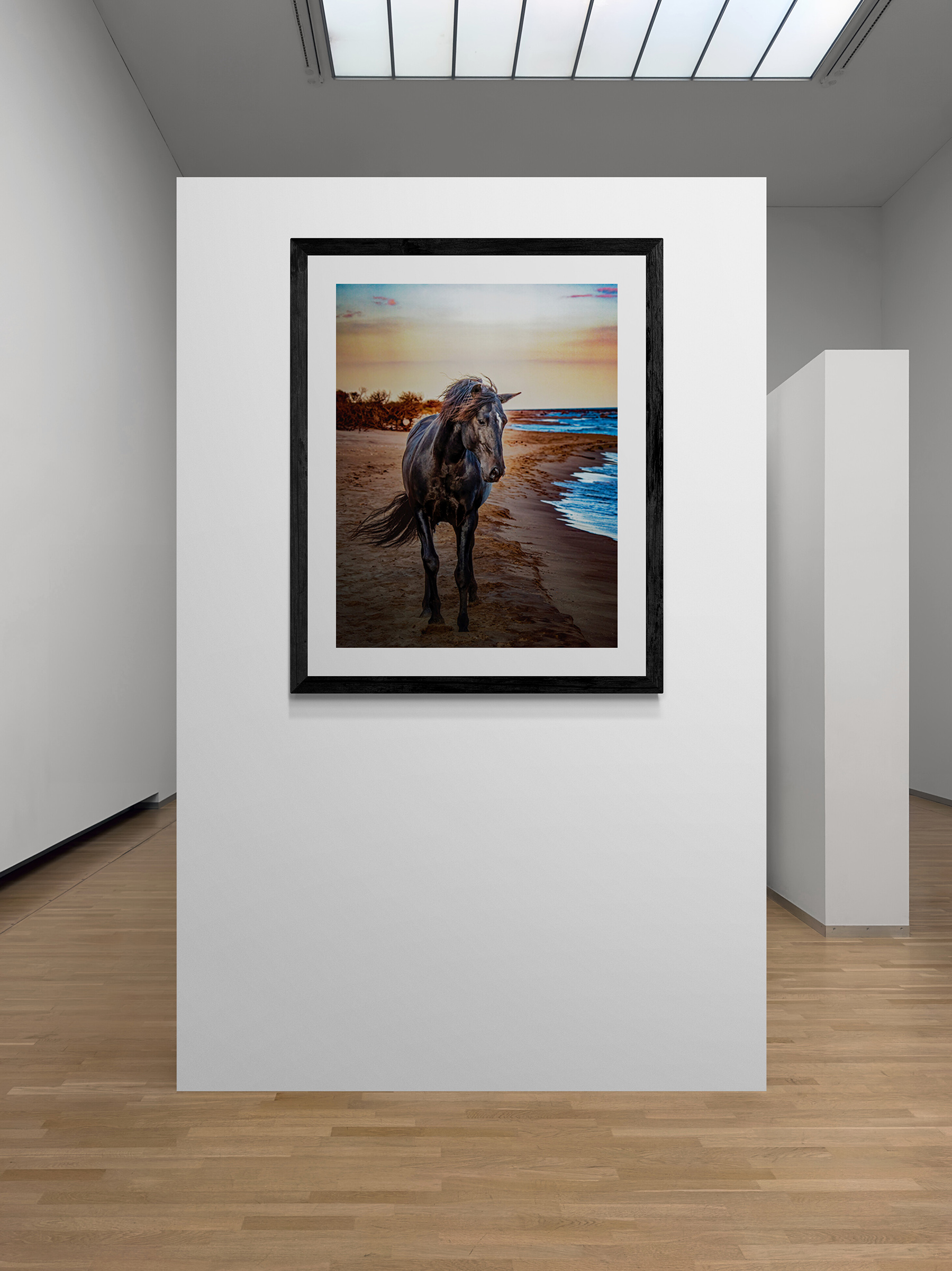 Black Seahorse - Image 7