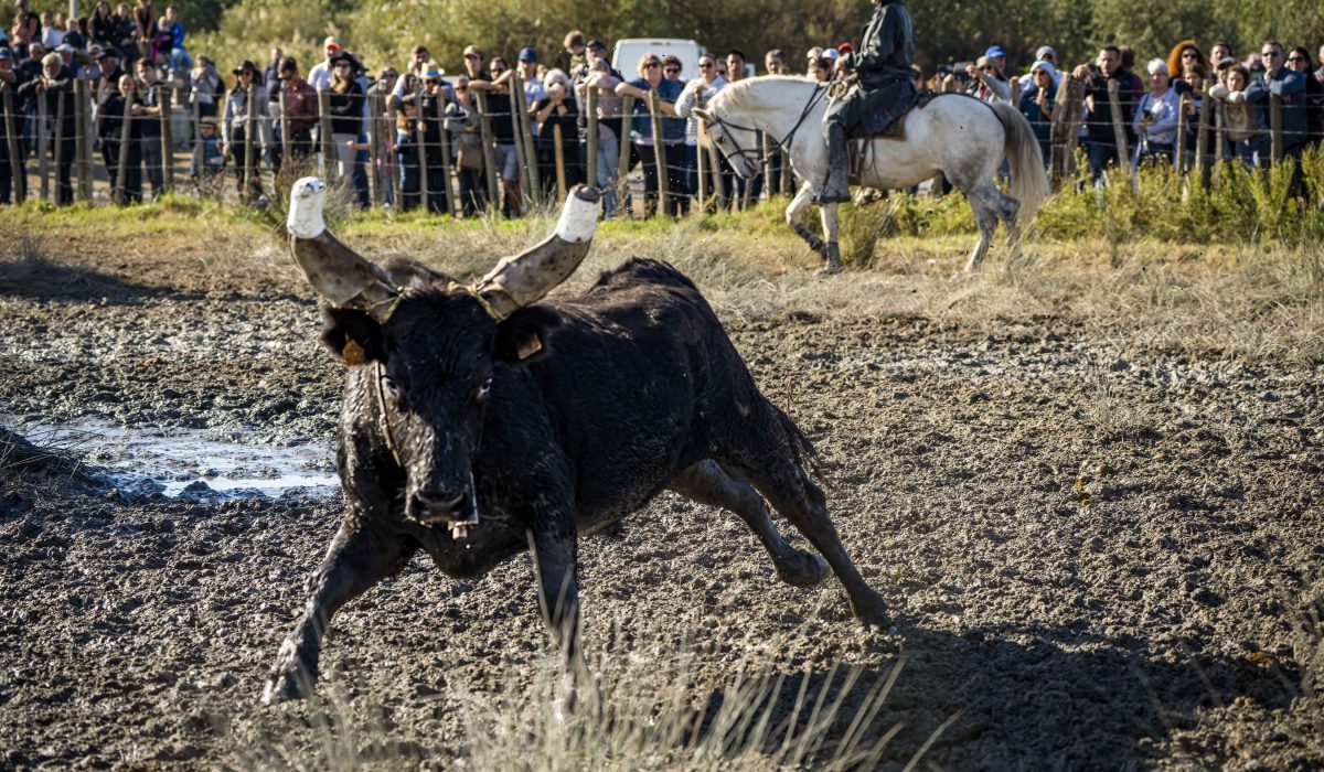 Bull in meadow. Aigues Mortes Fete Votive
