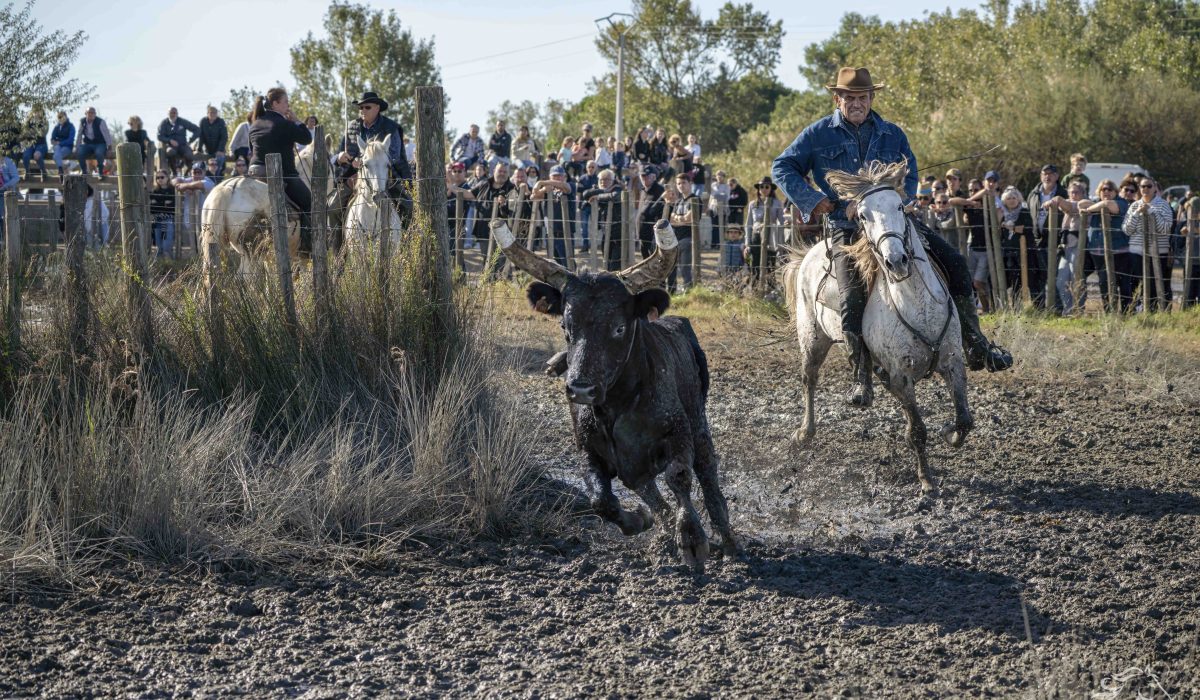 Bull in meadow. Aigues Mortes Fete Votive