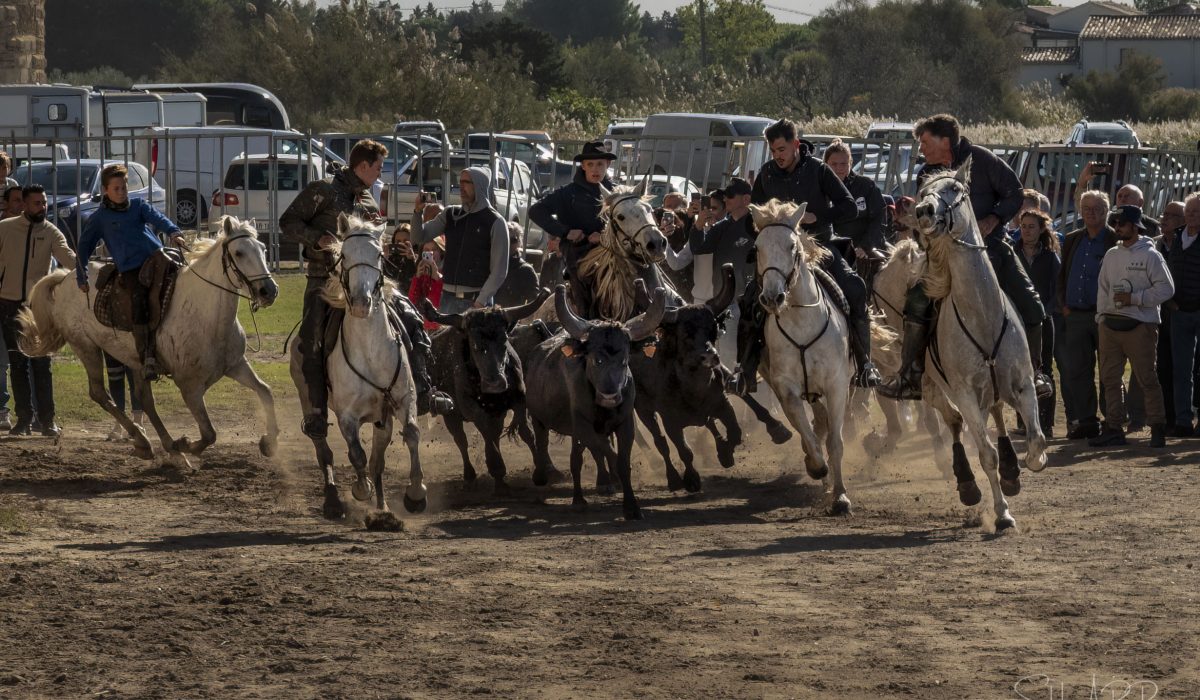 Abrivado Gardians, Horses and bulls Aigues Mortes Fete Votive