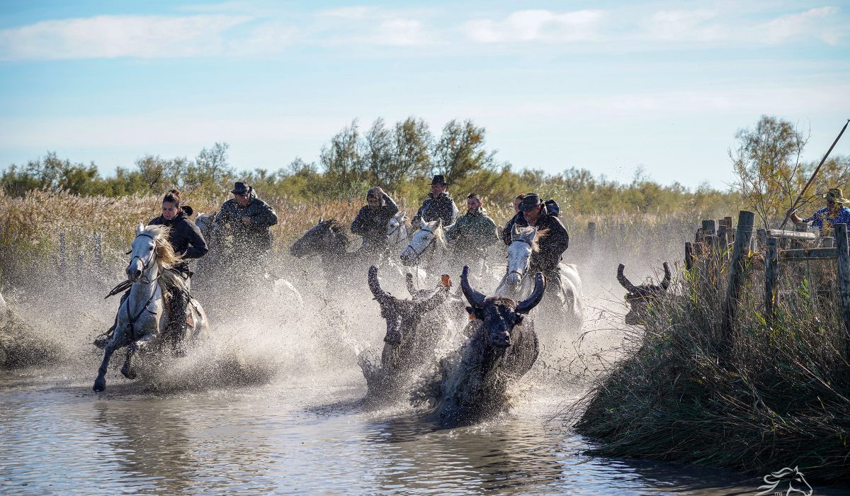 Bull in meadow. Aigues Mortes Fete Votive