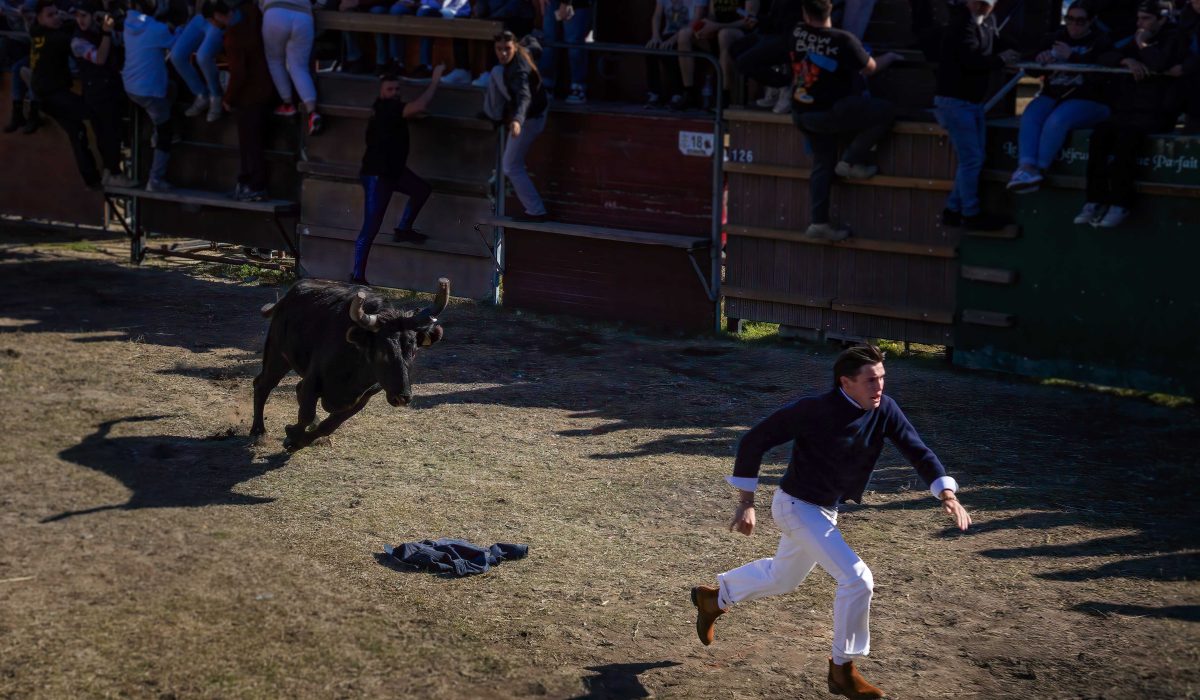 Bull i the ring. Aigues Mortes Fete Votive