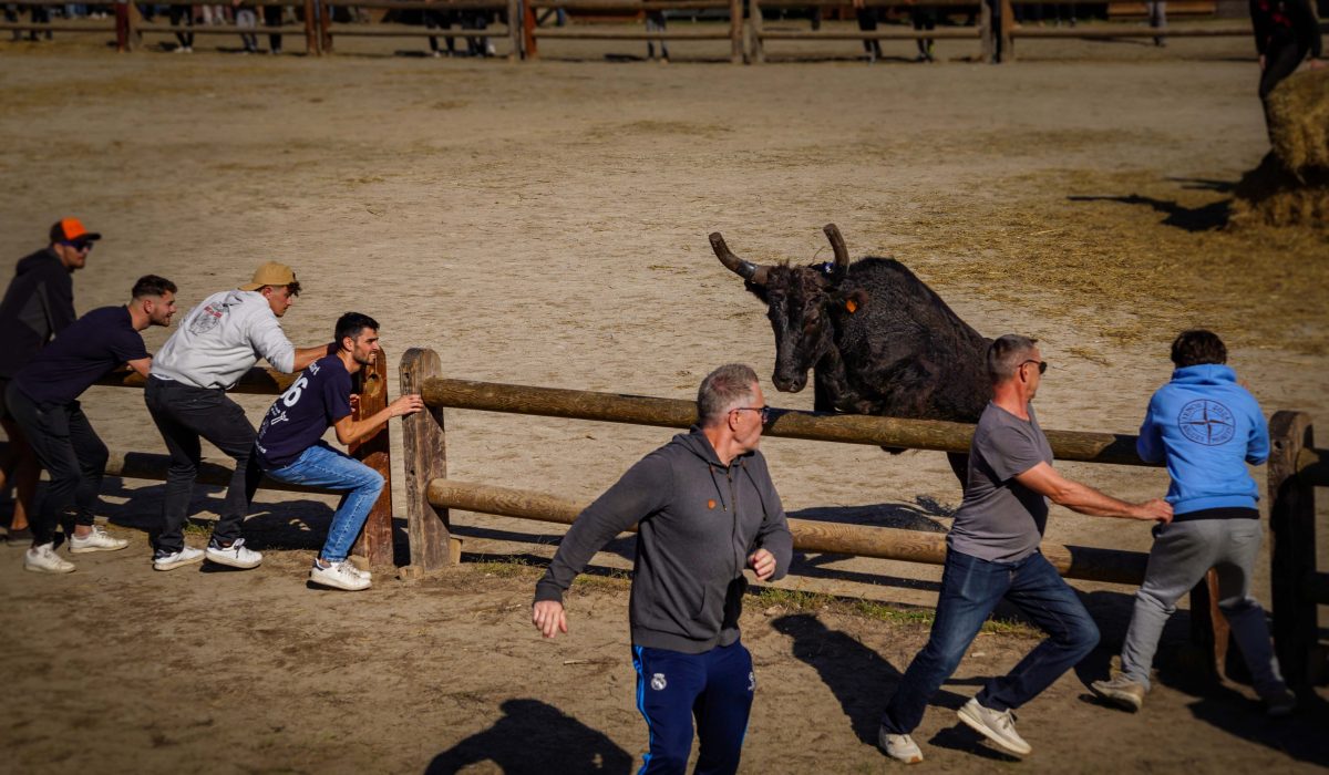Bull i the ring. Aigues Mortes Fete Votive
