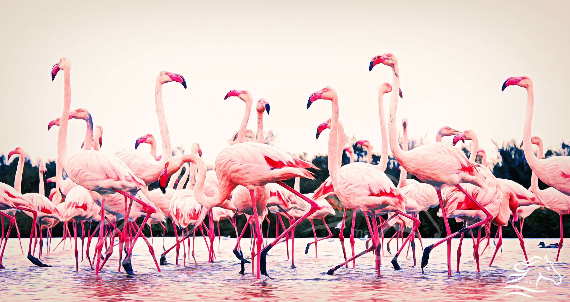 Flamingo Dance