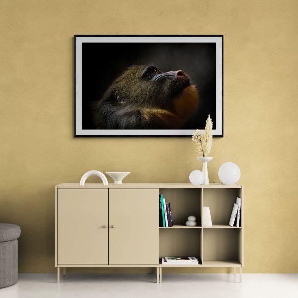 mandrill in a living setting
