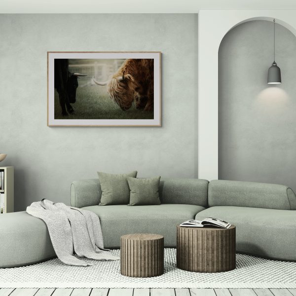 highland cow in a living setting