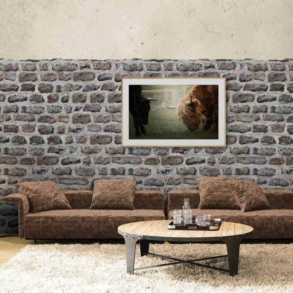 highland cow in a living setting