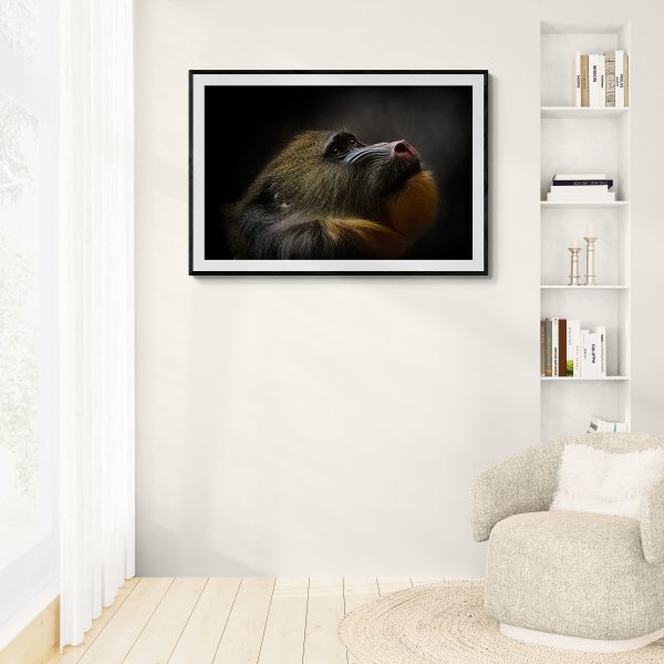 mandrill in a living setting