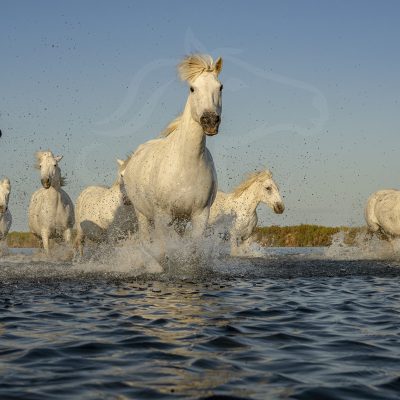 White Water Chevaux