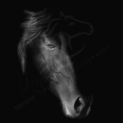 Print of the Month – April 2026